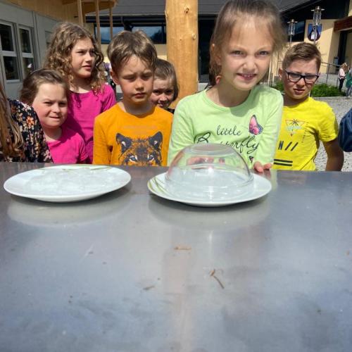 Kinder sehen auf Teller mit Eiswürfeln