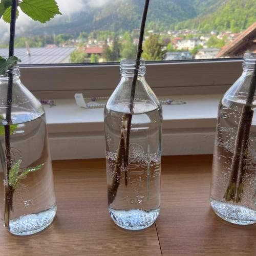 Wasserflaschen und Zweige
