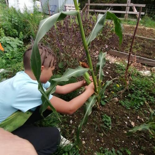 Projekt Schulgarten