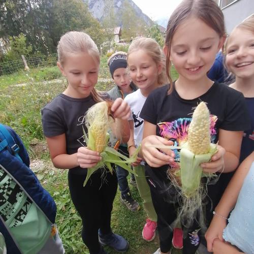 Projekt Schulgarten