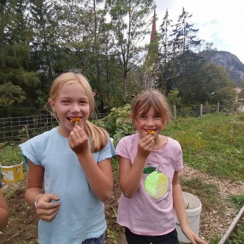 Projekt Schulgarten
