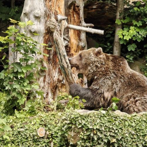 Alpenzoo - Bär