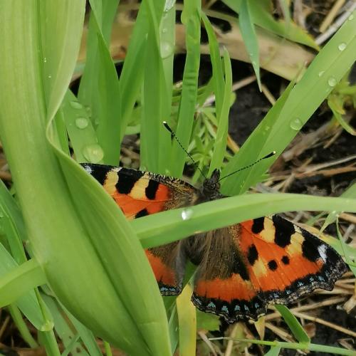 Von der Raupe zum Schmetterling