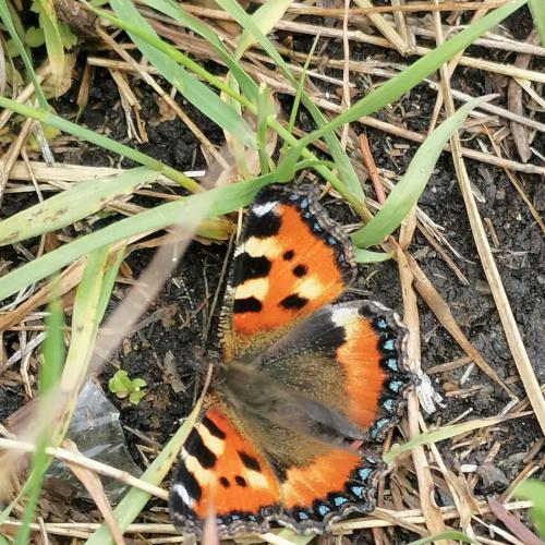 Von der Raupe zum Schmetterling
