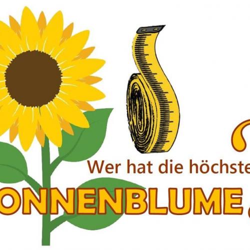 Sonnenblume