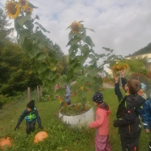 Abmessen der größten Sonnenblume (365cm)