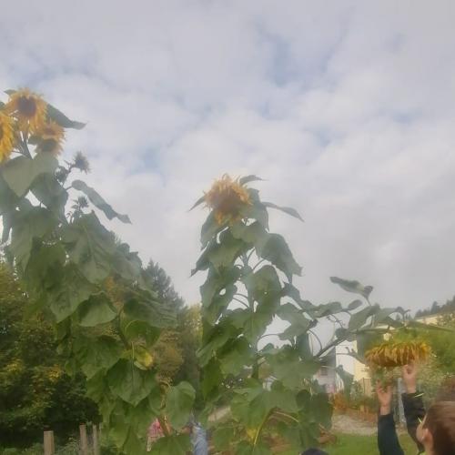 Abmessen der größten Sonnenblume (365cm)