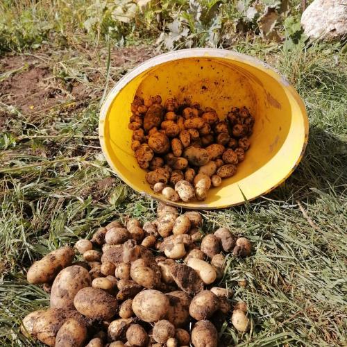 Kartoffelernte
