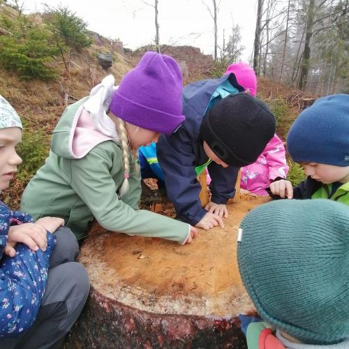 mehrere Kinder beim Zählen von Jahresringen eines umgeschnittenen Baumes