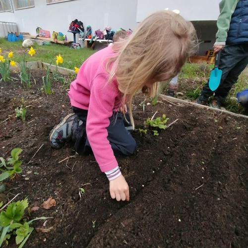beim Einsetzen von Saatgut im Schulgarten