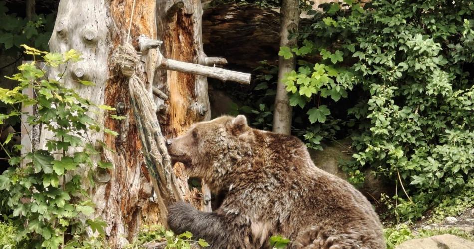 Alpenzoo