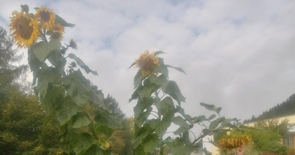 Abmessen der größten Sonnenblume (365cm)